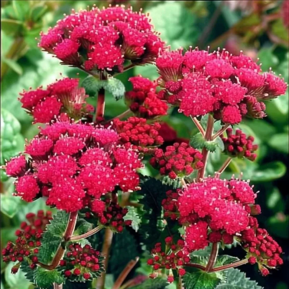 Ageratum, röd
