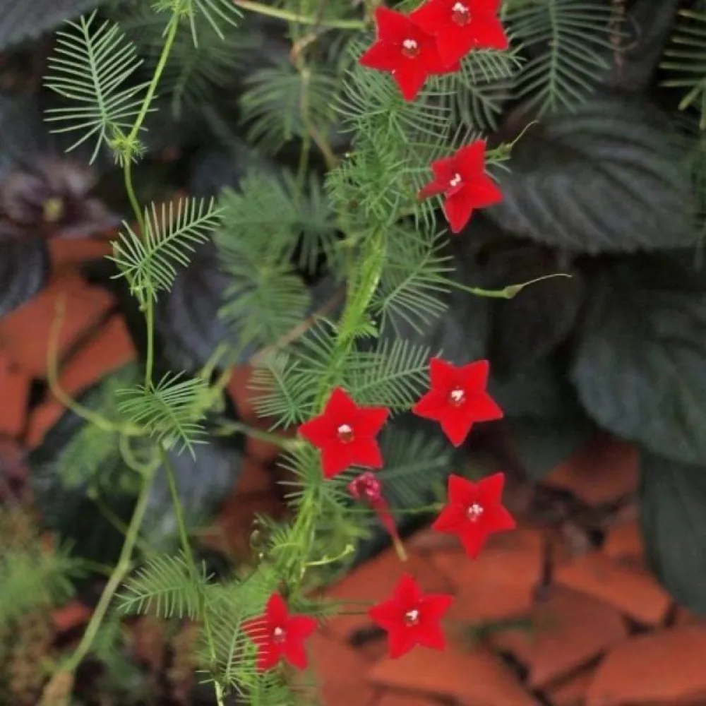 Cypressvinda Ipomoea pennata – röd