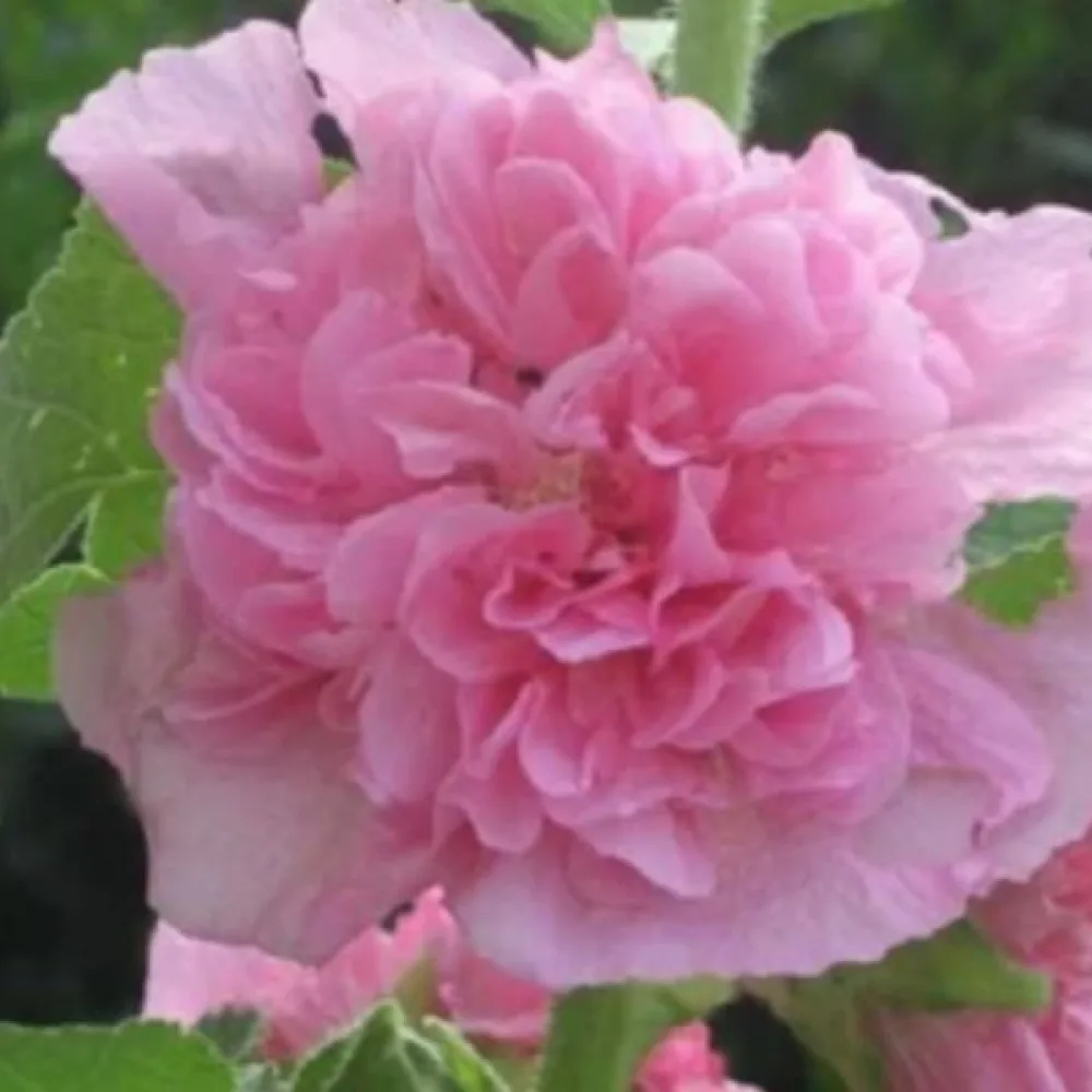 Fylld stockros, rosa