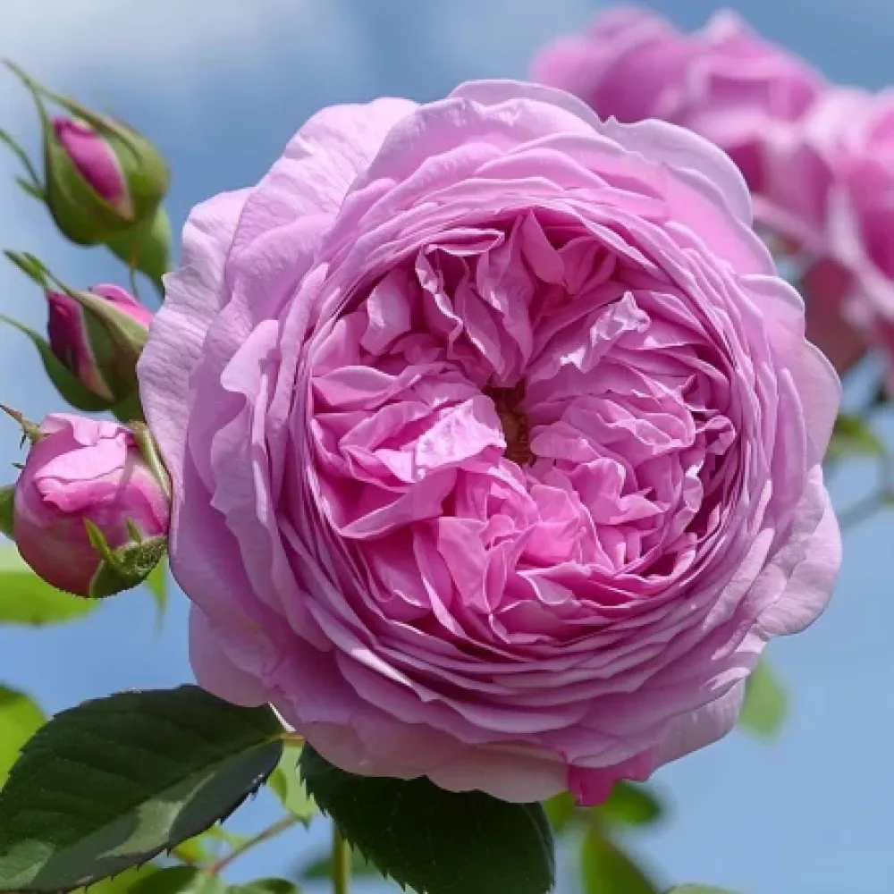Ros 'Revival Blossom' – barrotad
