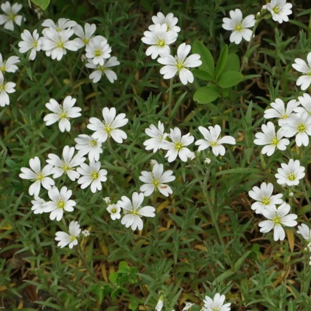 Silverarv Cerastium tomentosum, vit