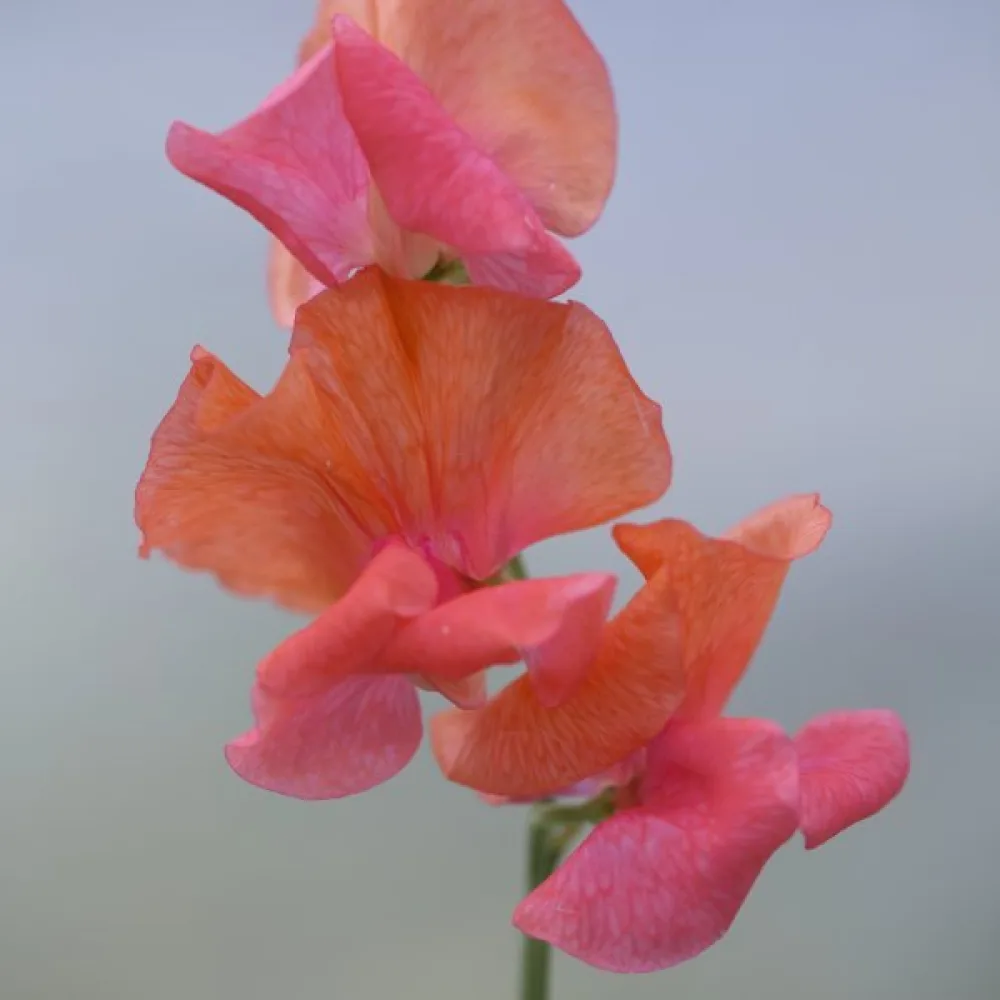 Luktärt 'Spencer' – orange-scharlakansröd