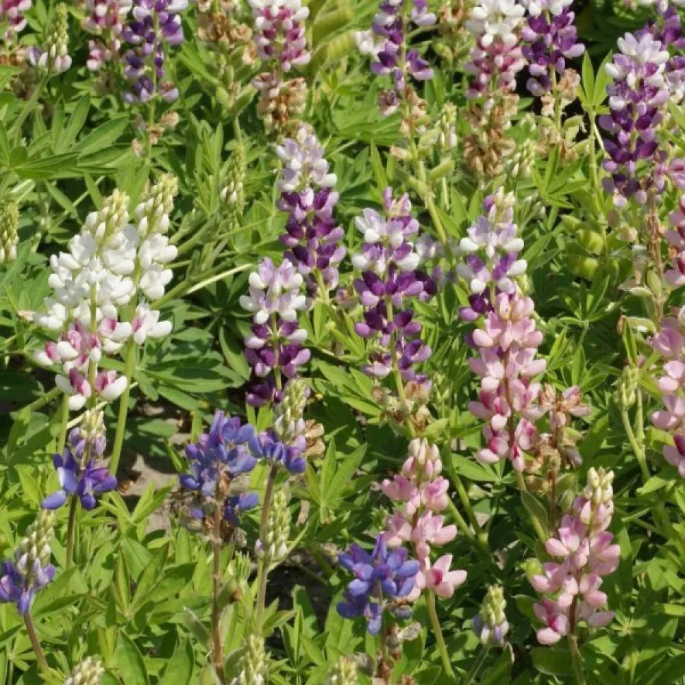 Lupin 'Pixie Delight' – mix