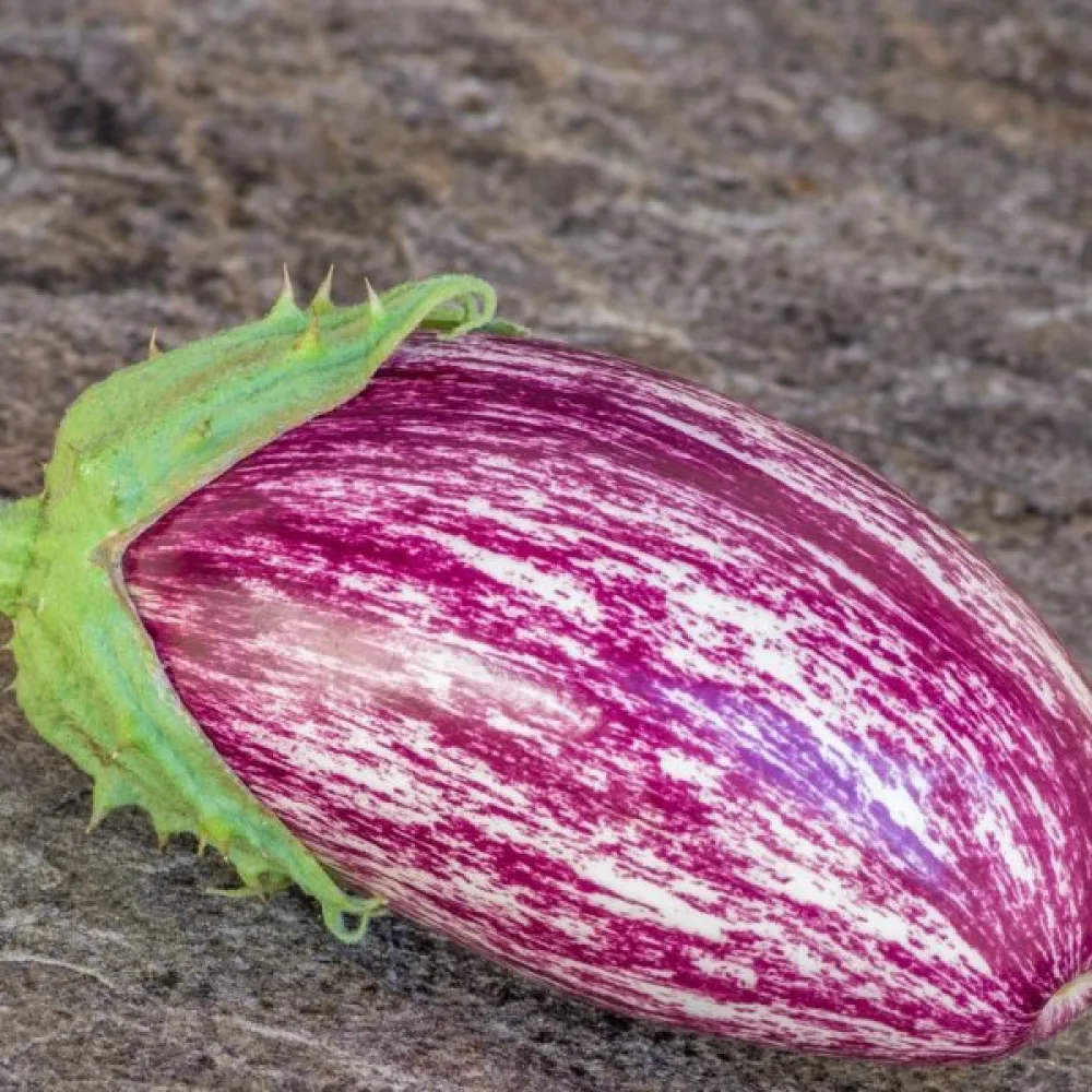 Aubergine 'Listada de Gandia'