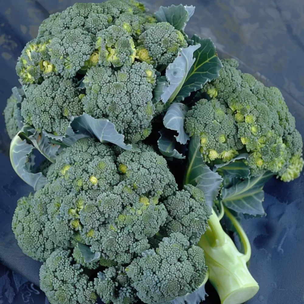 Broccoli 'Ramoso Calabrese'