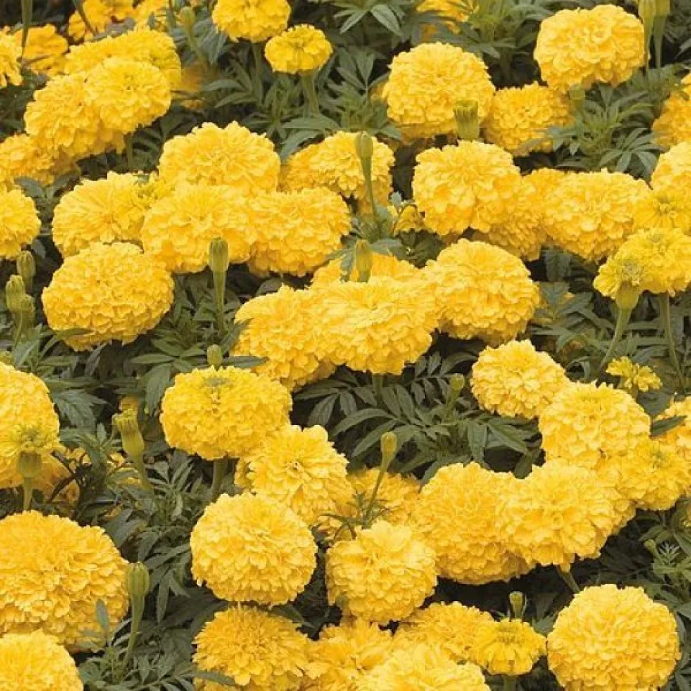 Afrikansk tagetes 'Man in the Moon'