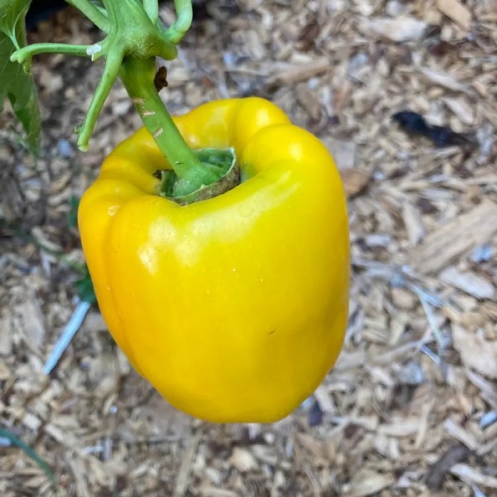 Paprika 'Yellow California Wonder'