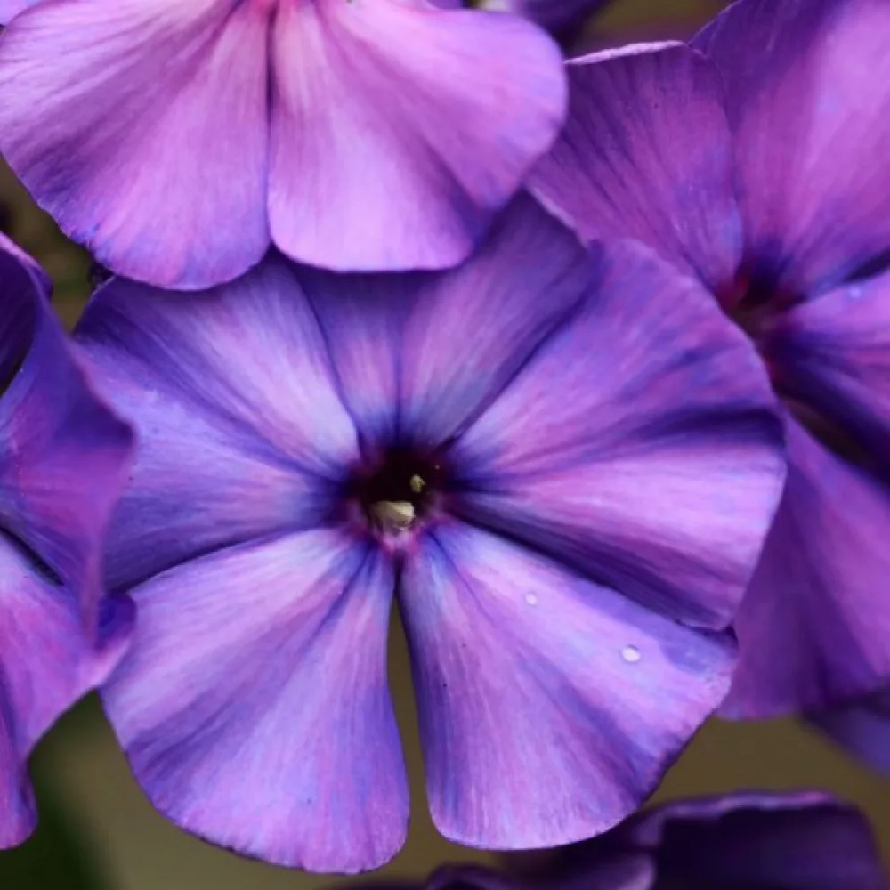 Sommarflox 'Beauty Violet'