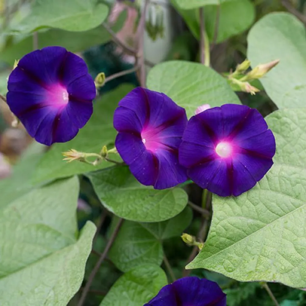 Purpurvinda 'Grandpa Ott' – lila