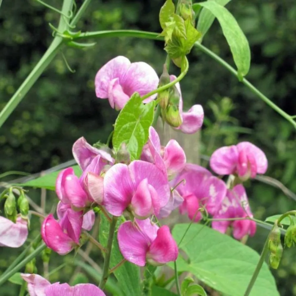 Luktärt 'Spencer' – rosa