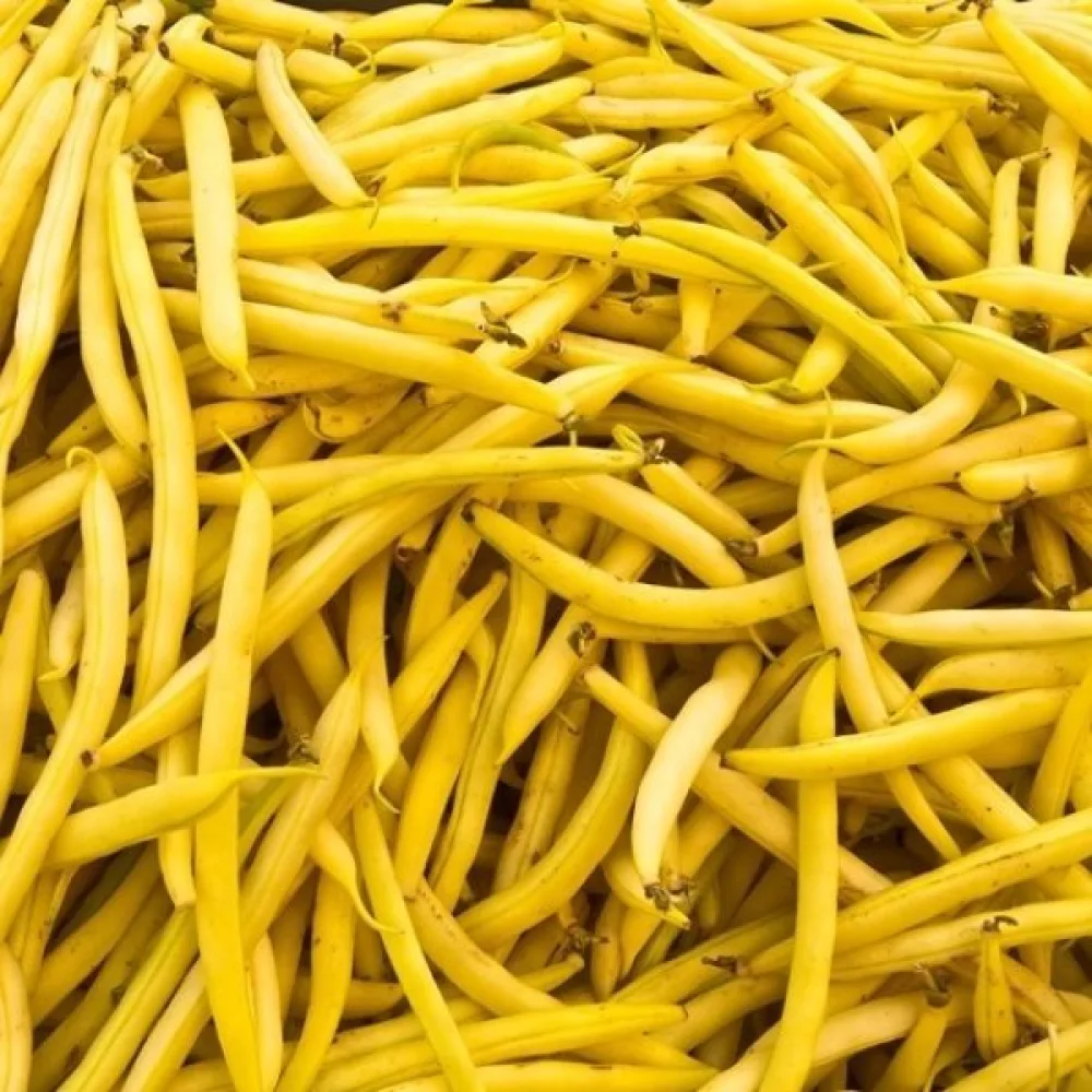 Trädgårdsböna 'Goldpantera'