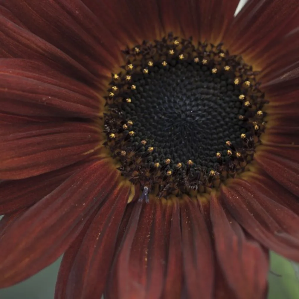 Solros 'Red Sun'