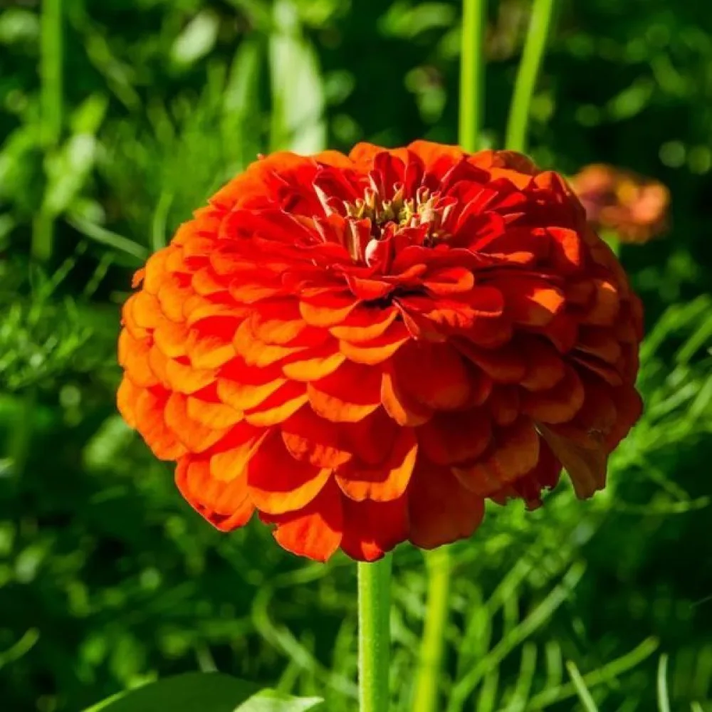 Zinnia 'Orange King'