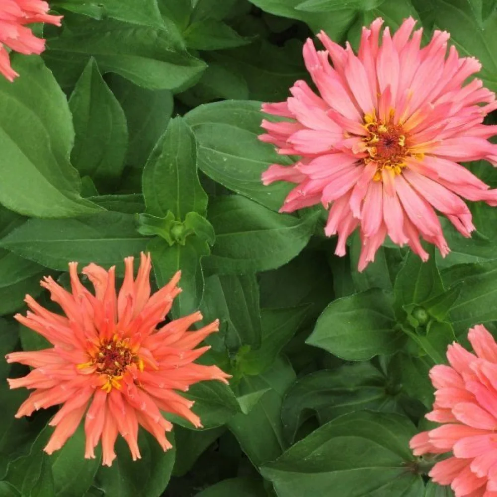 Zinnia 'Burpeeana' (blandning)