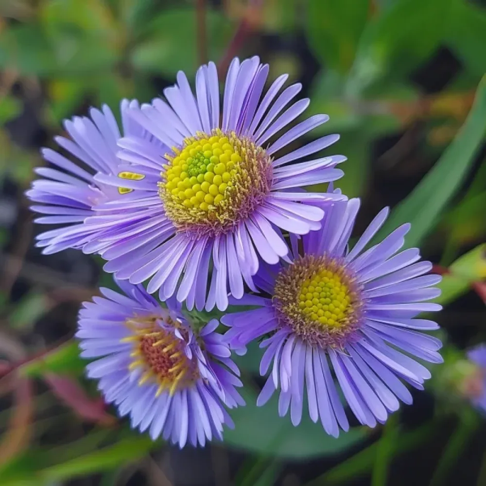 Erigeron, storblommig, blå