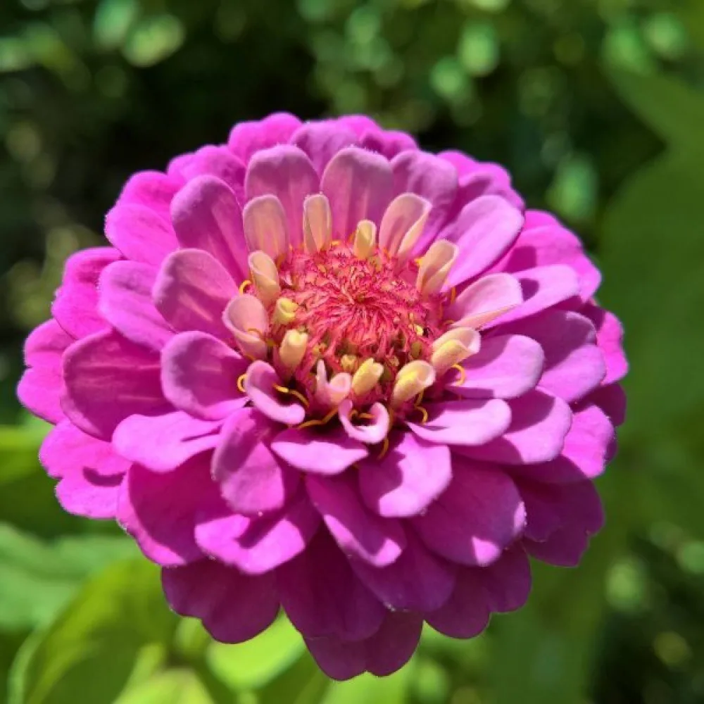 Zinnia 'Violet Queen'