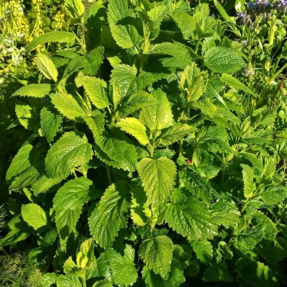 Citronmeliss