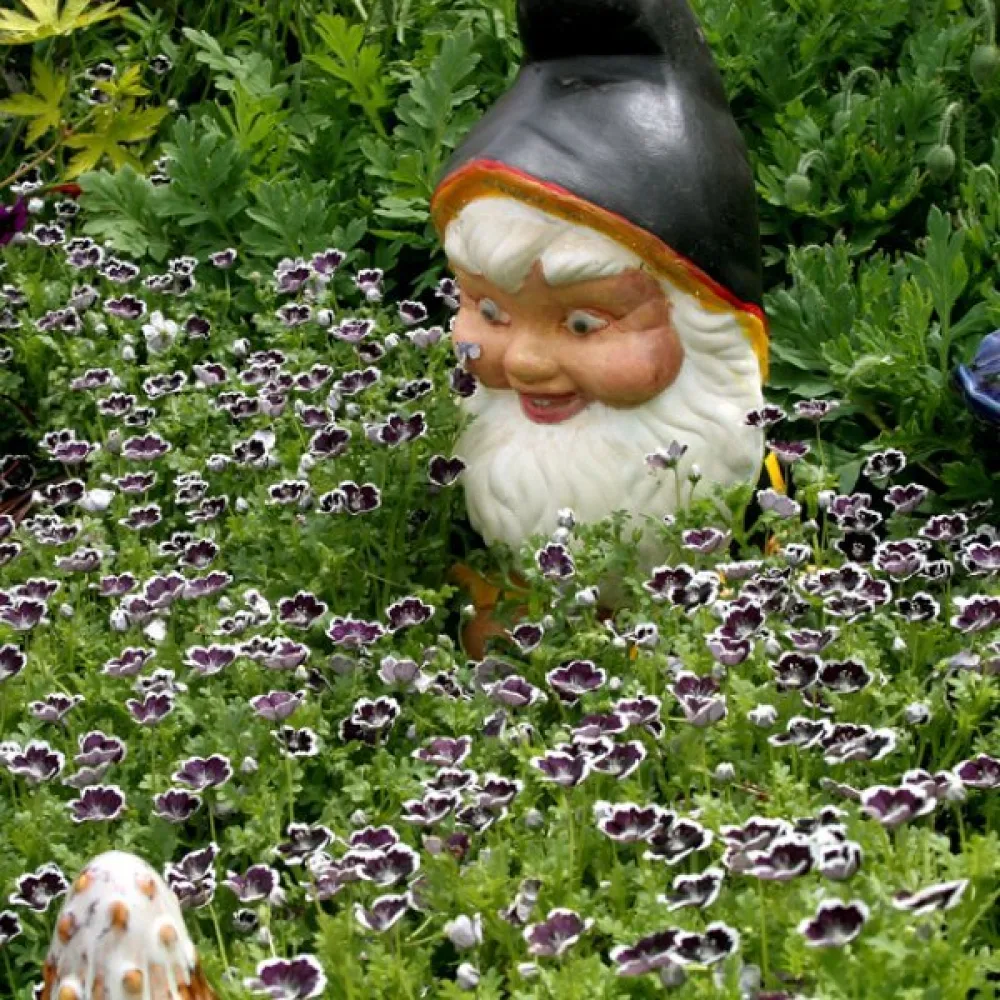 Nemophila 'Penny Black'