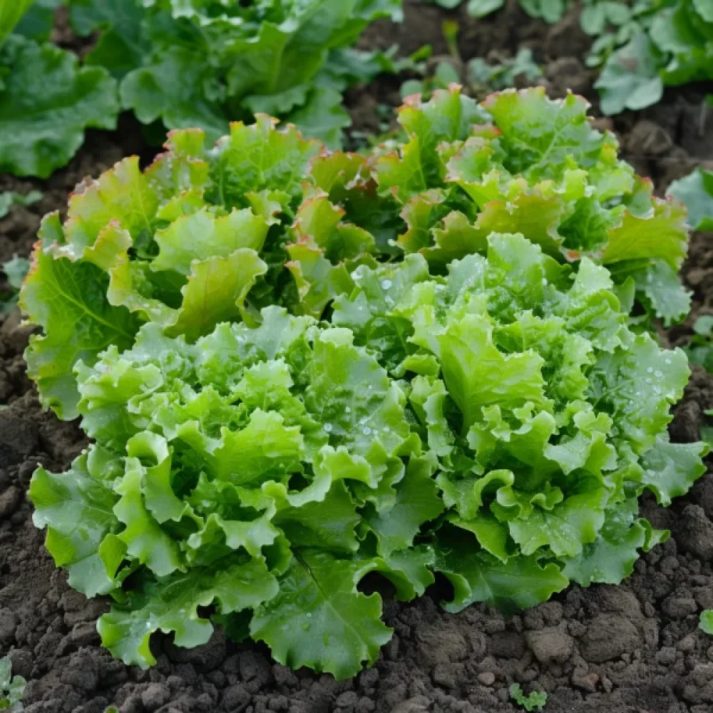 Sallat 'Muleta'