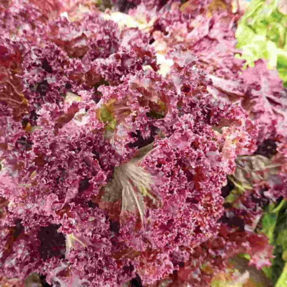 Sallat 'Red Salad Bowl' för mikrogrönt