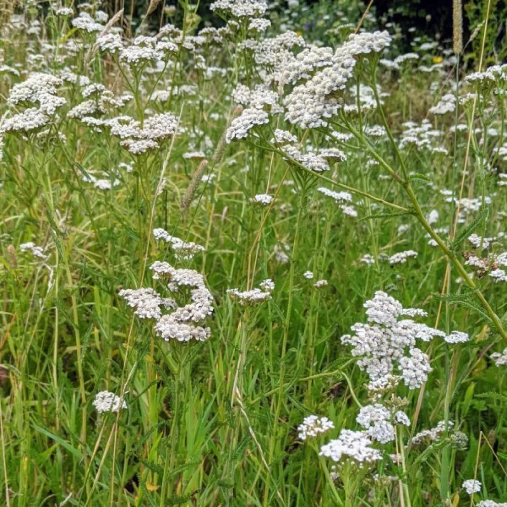 Röllika Achillea millefolium