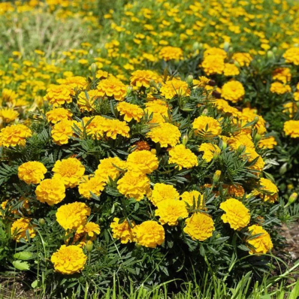 Fransk tagetes 'Petite Spry'