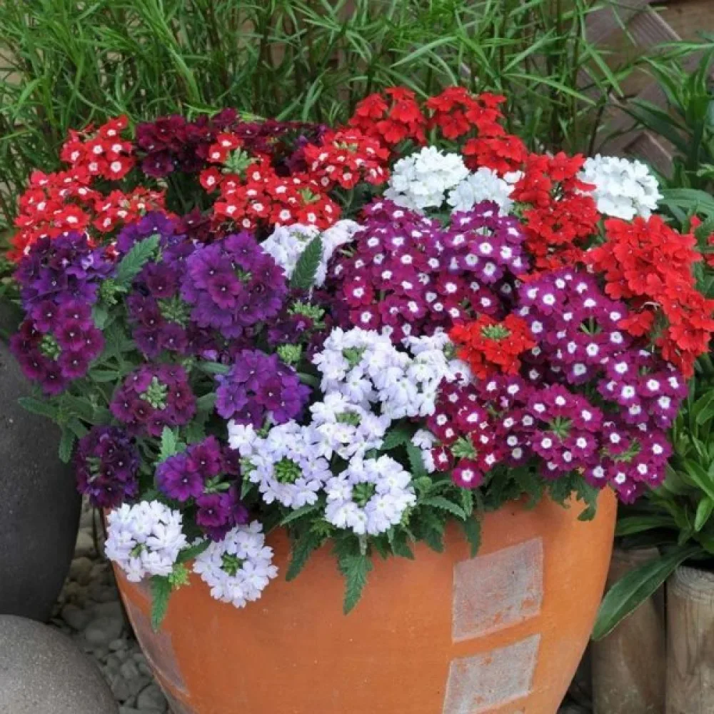 Hängverbena (blandning)