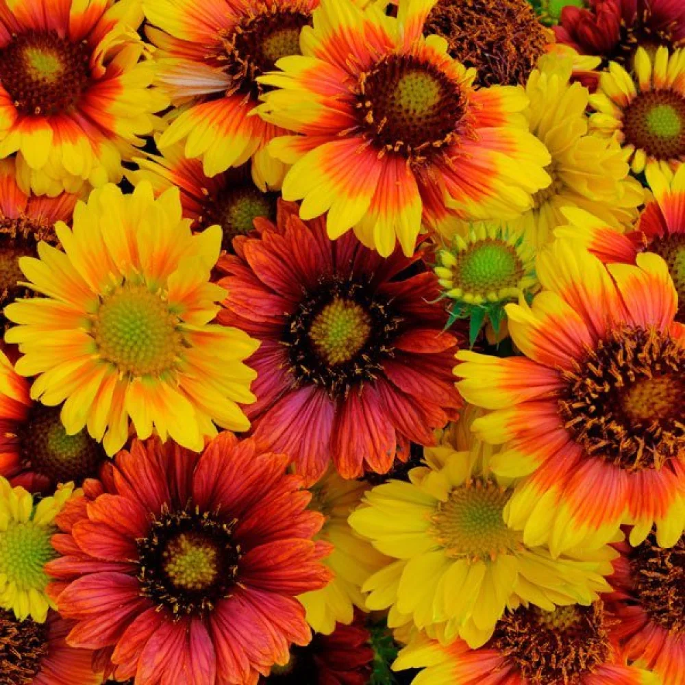 Kokardblomster Gaillardia pulchella, enkel, mix