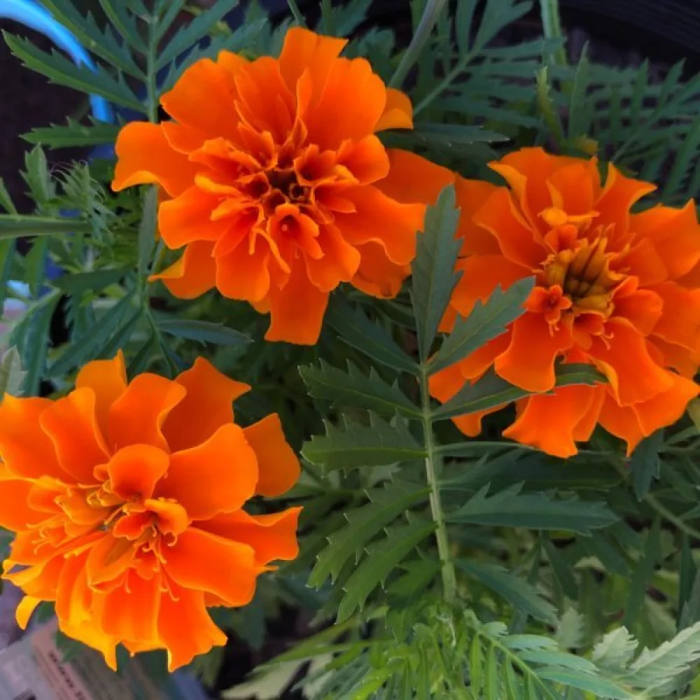 Fransk tagetes 'Boy Orange'