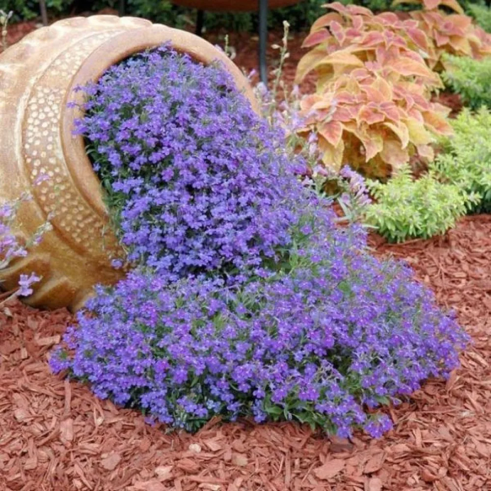 Kantlobelia 'Blue Carpet'