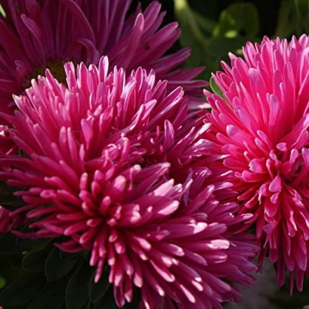 Sommaraster 'Krallen' rosenröd