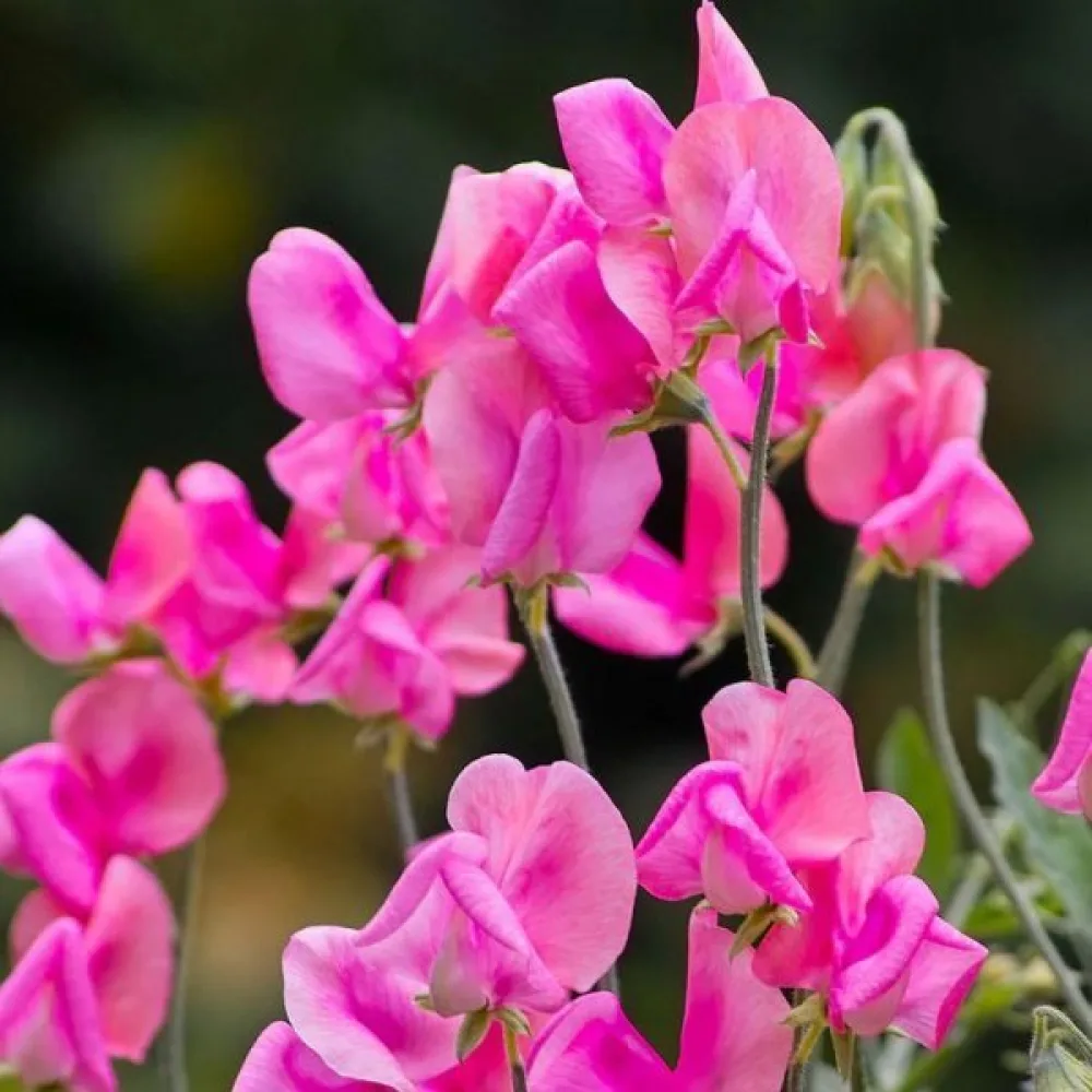 Luktärt 'Spencer' – rosa