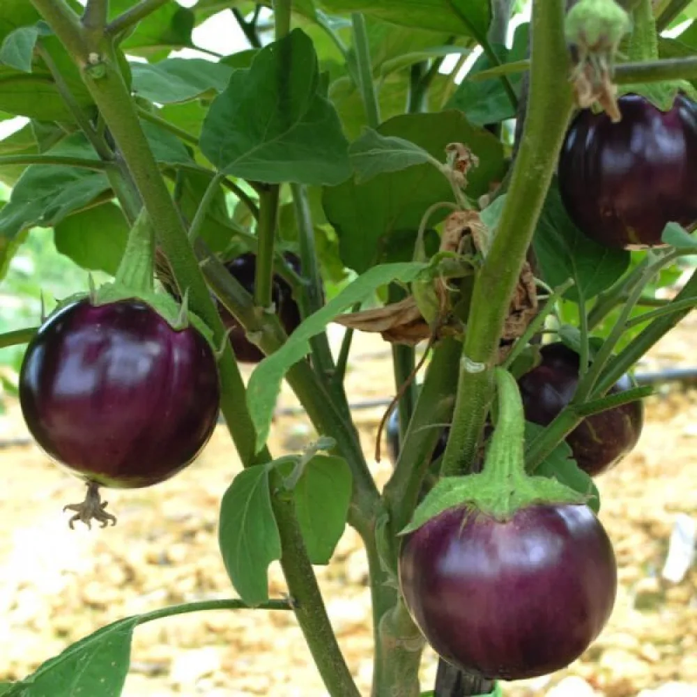Aubergine 'Ronde de Valence'