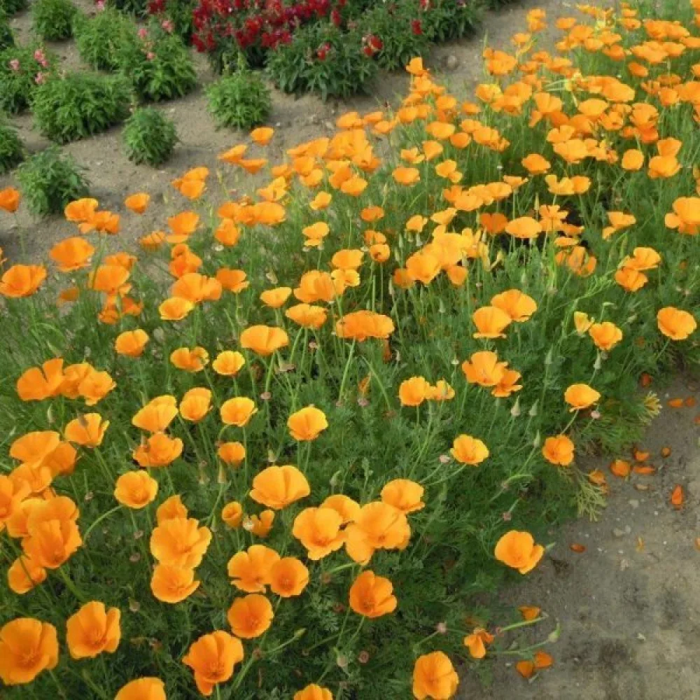 Sömntuta 'Orange King'
