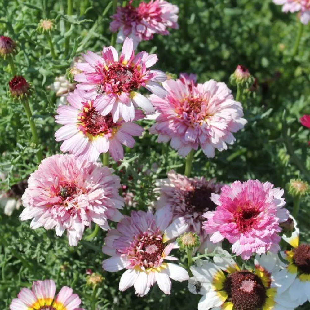 Krysantemum 'Dunnetti' mix
