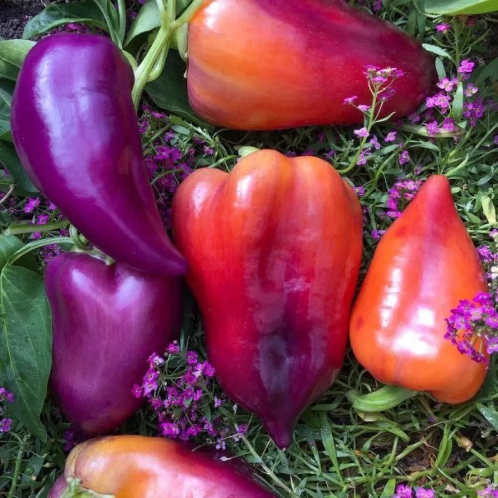 Paprika 'Oda Violet'