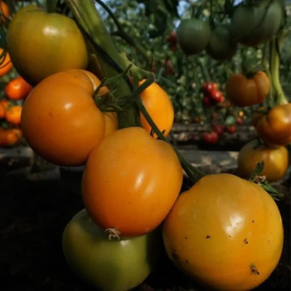 Tomat 'Oxheart Orange'
