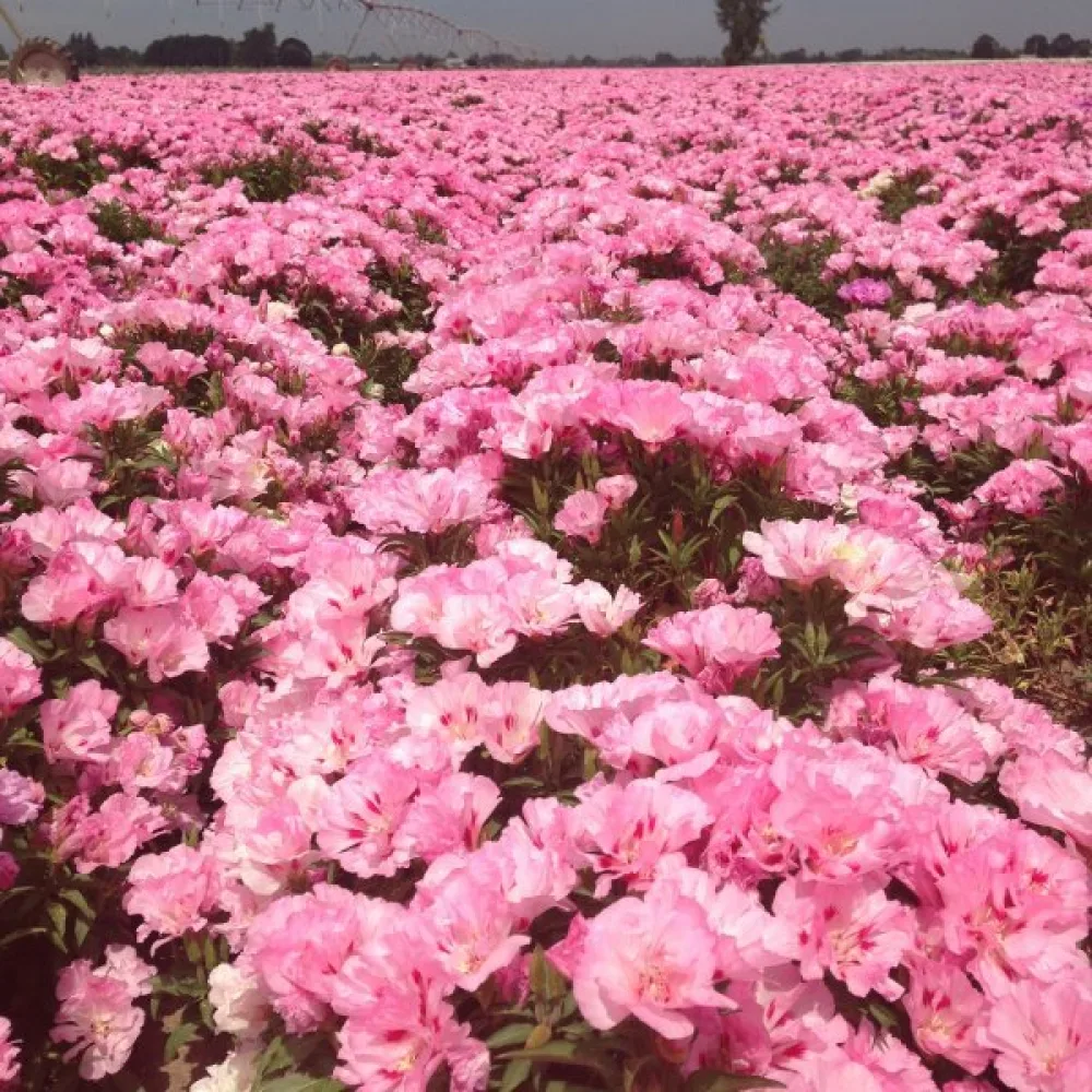 Atlasblomma 'Sweetheart', rosa