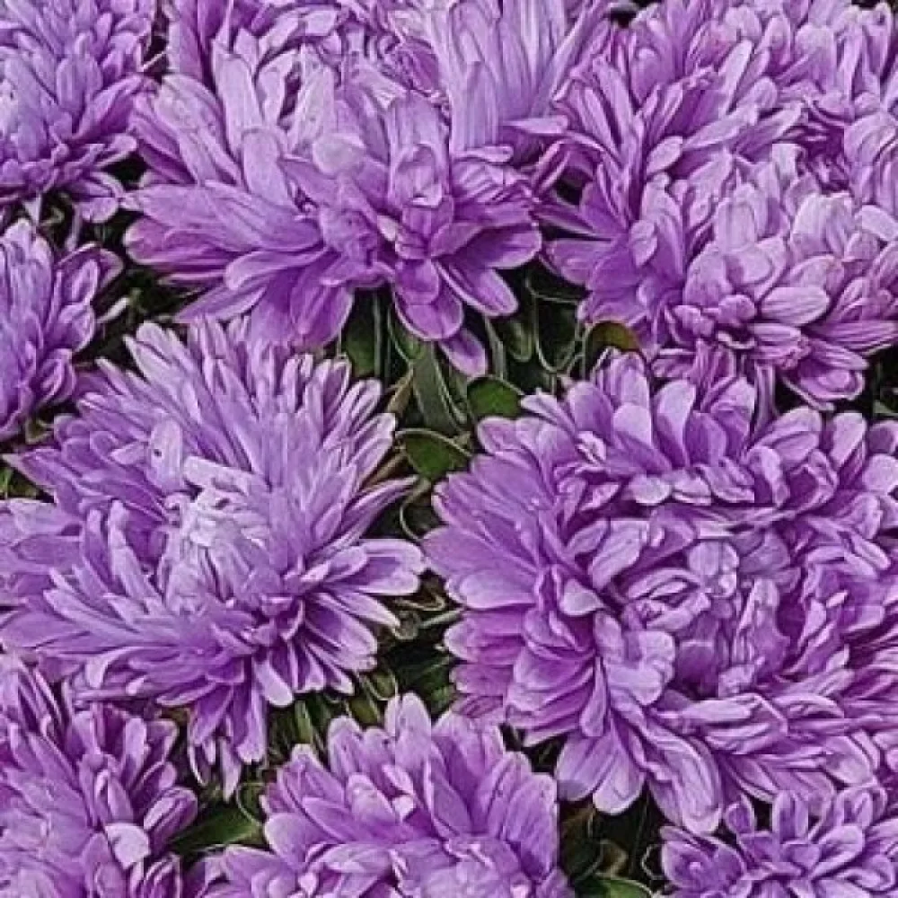 Sommaraster 'Milady' lila