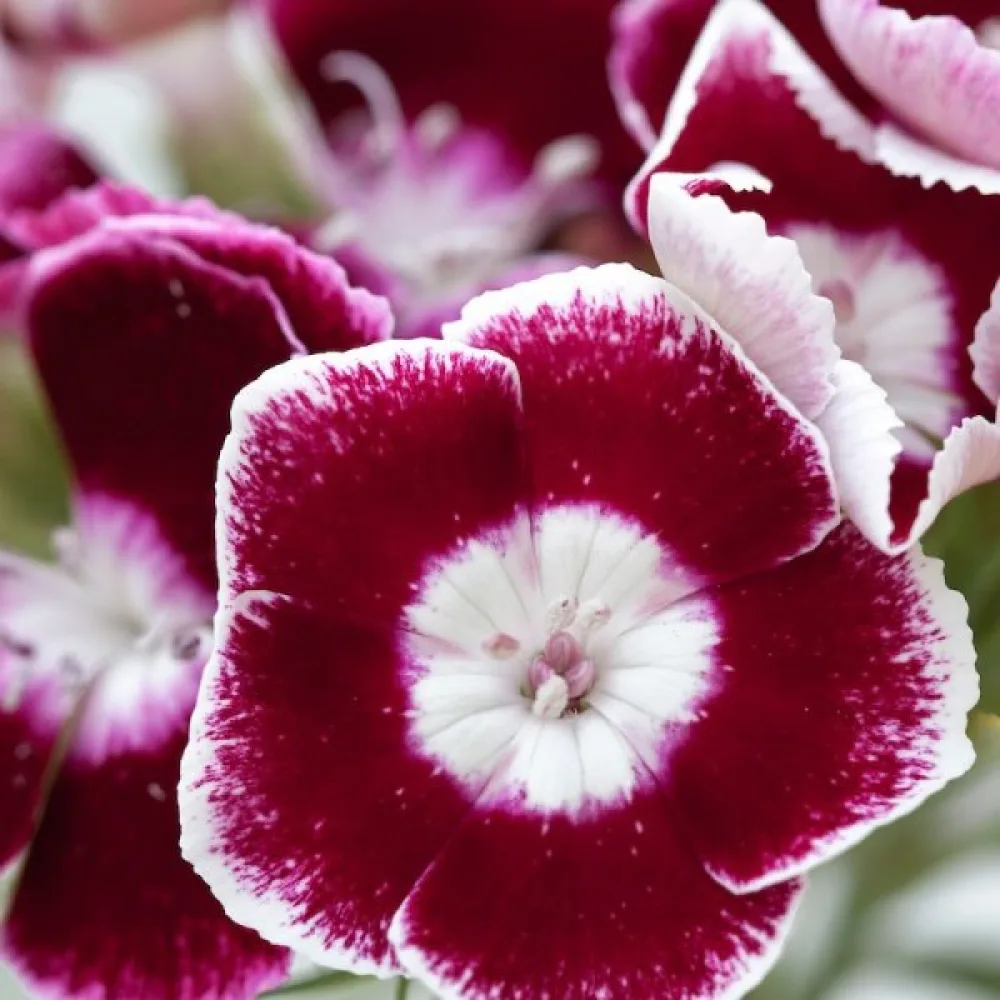 Borstnejlika 'Auricula-Eyed' – mix