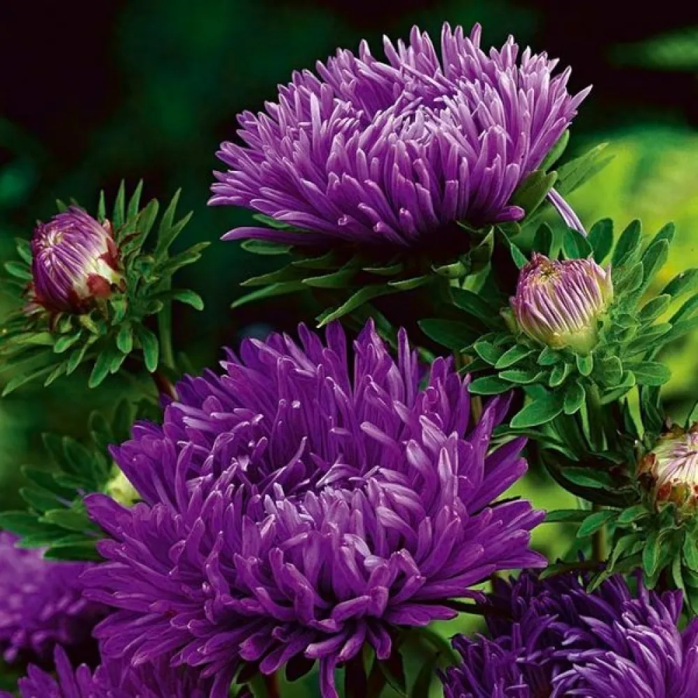 Sommaraster – pionblommig, violett