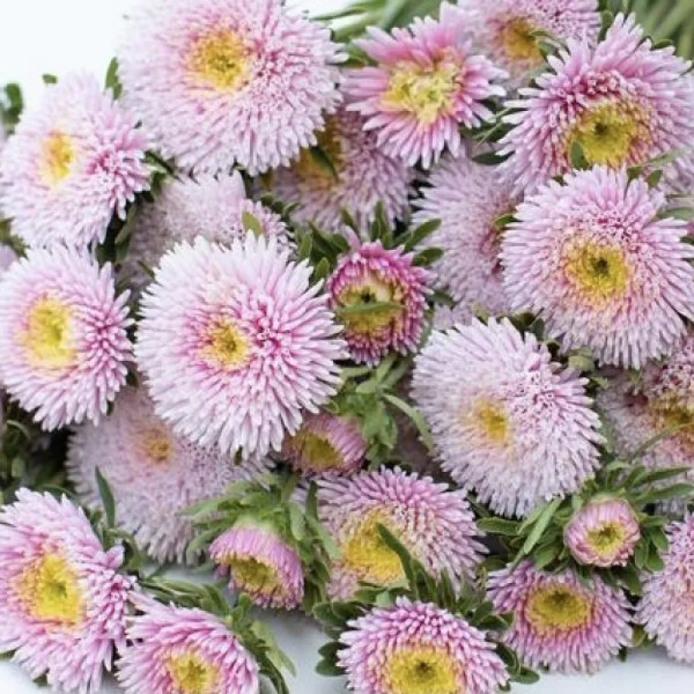 Sommaraster Pompon – ljusrosa
