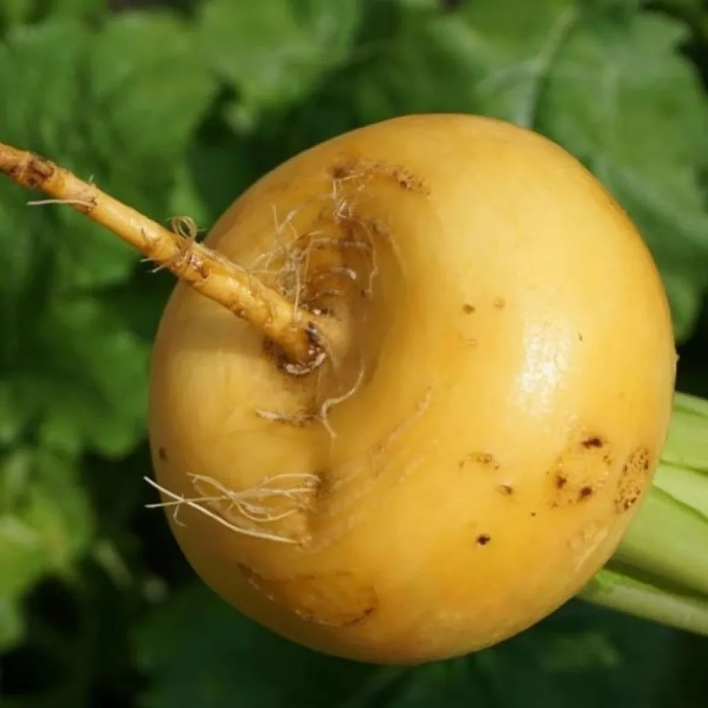 Rova 'Golden Ball'