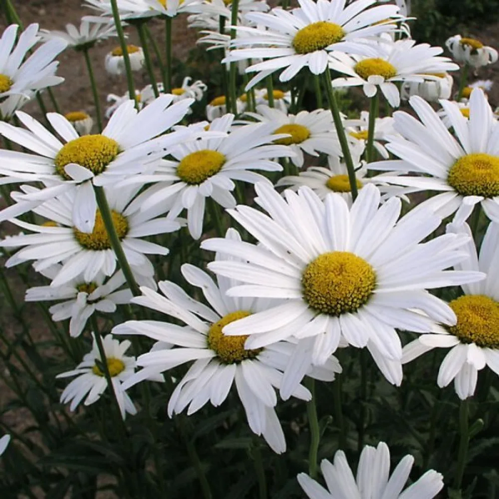 Krysantemum 'Alaska' mix
