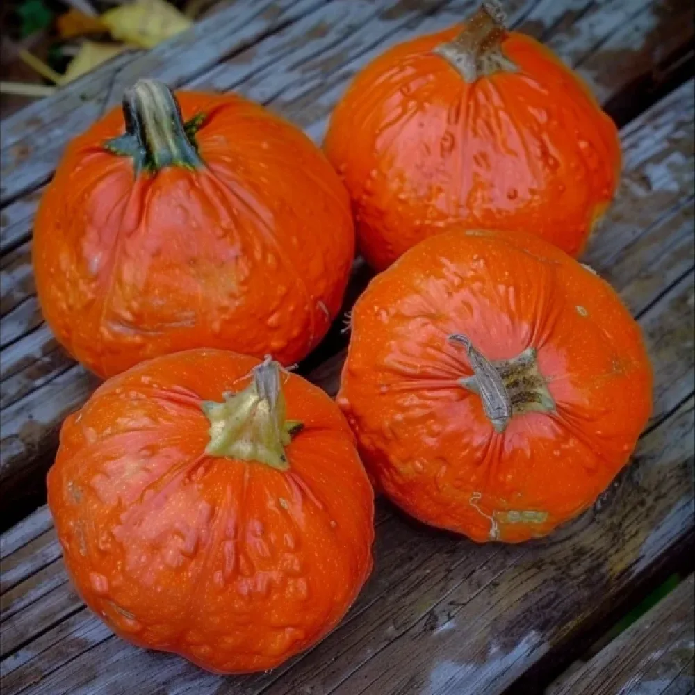 Turbanpumpa 'Mini Red'