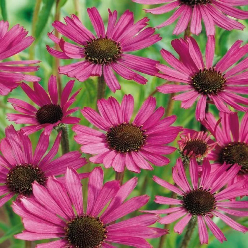 Röd solhatt Echinacea purpurea, rosa