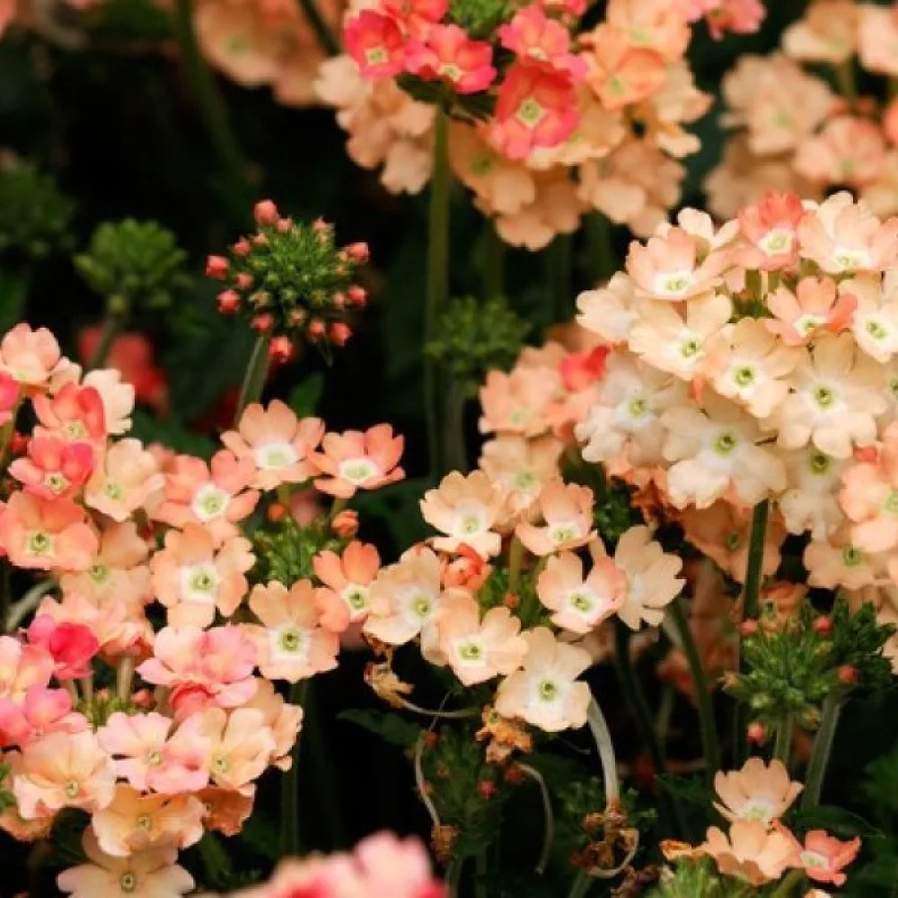Verbena 'Peaches & Cream'