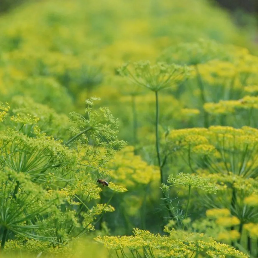 Dill 'Superducat'