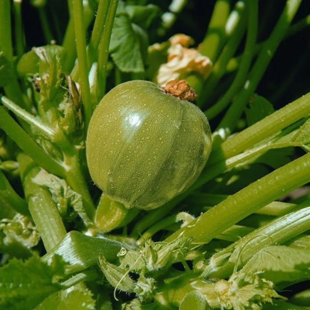 Zucchini 'Tondo di Nizza'