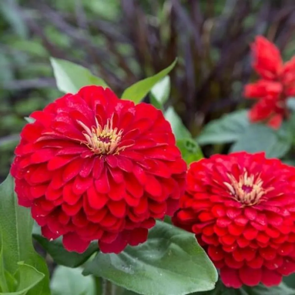Zinnia 'Cherry Queen'